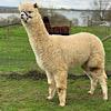 TOFT Jargel Elite Brown huacaya female for sale at TOFT Alpaca Stud